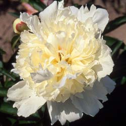 Pivoine 'Laura Dessert' / Paeonia lactiflora Laura Dessert